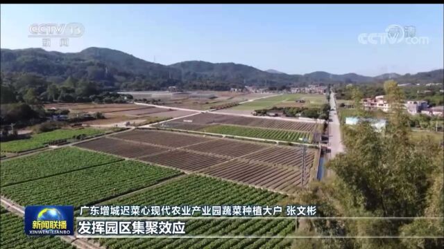 增城迟菜心上央视《新闻联播》了,它到底有多甜?