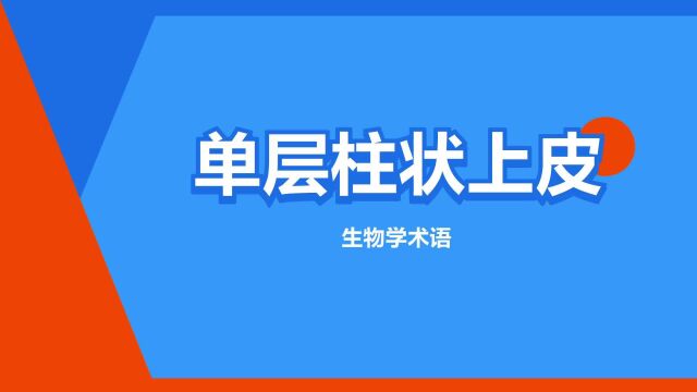 “单层柱状上皮”是什么意思?