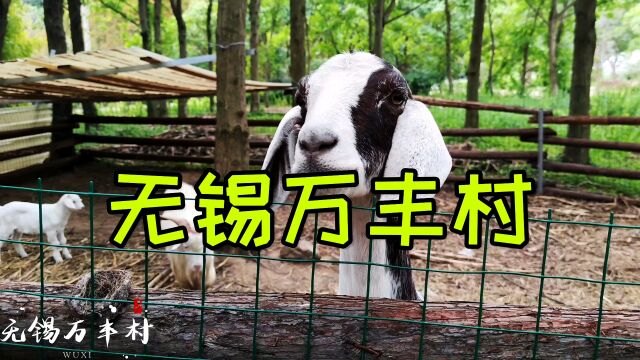 无锡万丰村是一处藏匿于太湖岸边的小山村,七里风光带环村而过