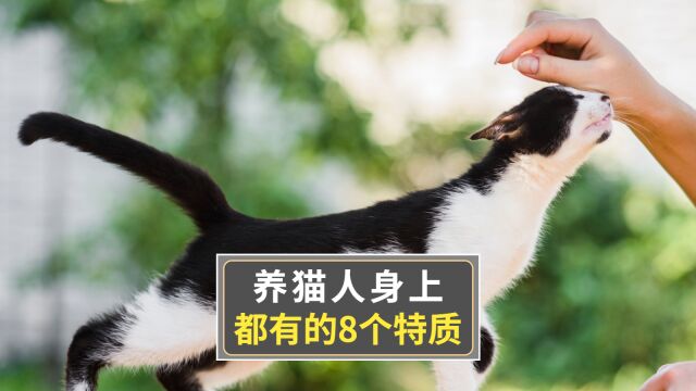 养猫人的8个特质