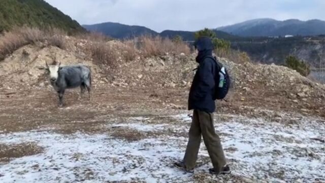 女生偶遇野生牛想合影,不敢上前朋友安慰“没事”,下秒惨剧发生