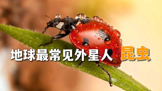 地球最常见外星生物