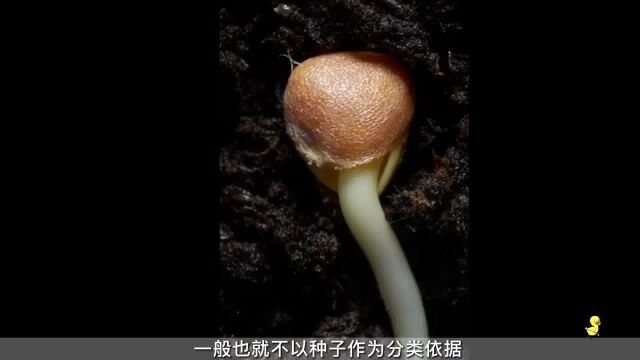 自然里的植物,是按什么标准进行分类的? #自然教育 #植物科普 #自然美育 #植物分类 #自然美育 #植物百科