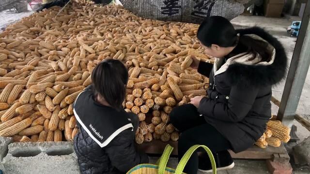 老鸭给刘明献殷勤,谁知把小情人得罪了,一番话让人哭笑不得