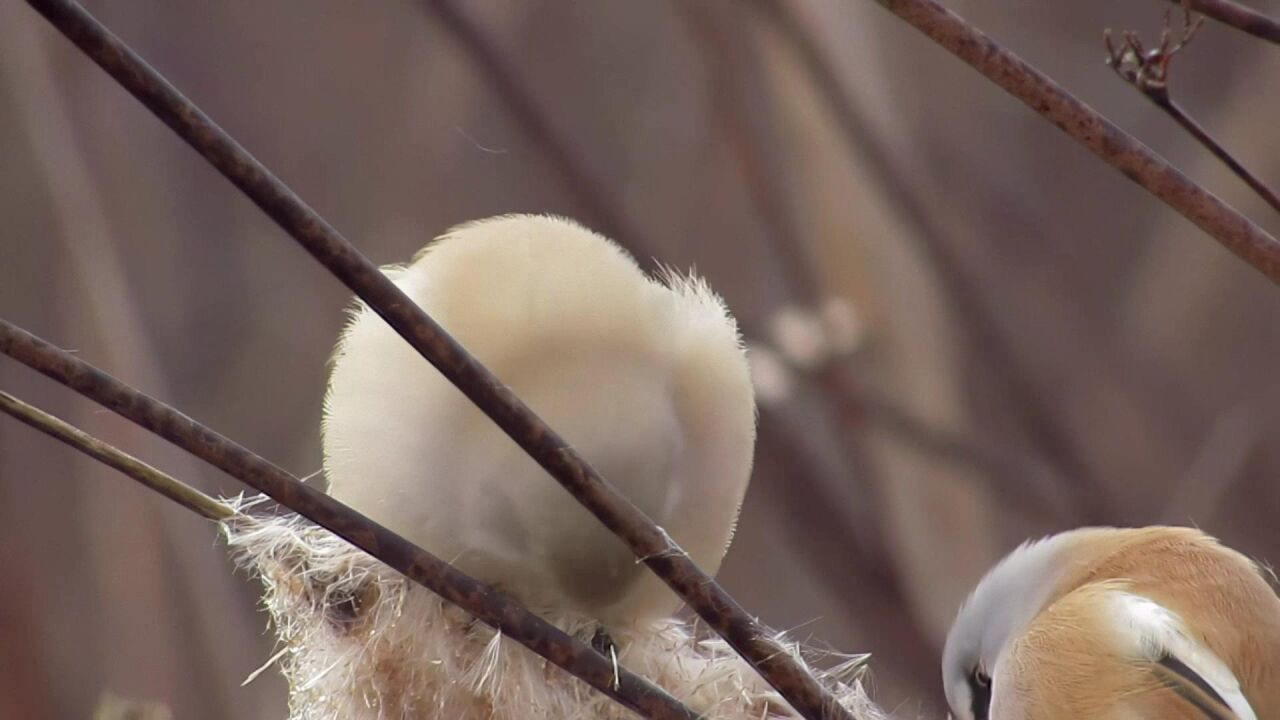 一只成球的文须雀,胖乎乎,毛茸茸!