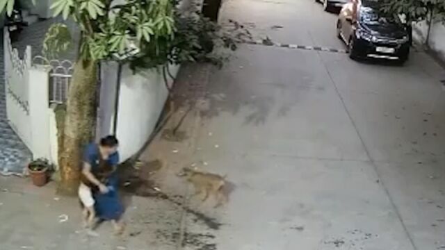 监控曝光!流浪犬突然飞扑女童猛咬,整块脸颊肉被咬掉