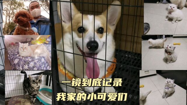 京宠一镜到底记录他家的7个小可爱们,每一个都有自己的个性特点