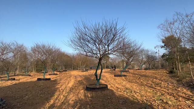 都是庭院,墙角,水池,过道飘逸原生红梅,都是树下能走人的那种!#感受大自然的气息和美景 #一花一木一世界一叶一树一菩提