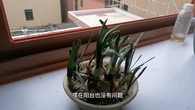 5种“漂亮花”,春节别乱买!跟风水无关,老人最喜欢