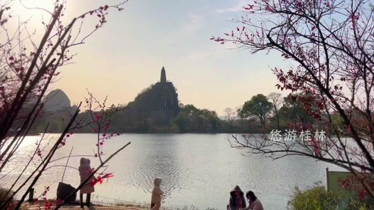 广西壮族自治区桂林市,你去桂林赏梅了吗