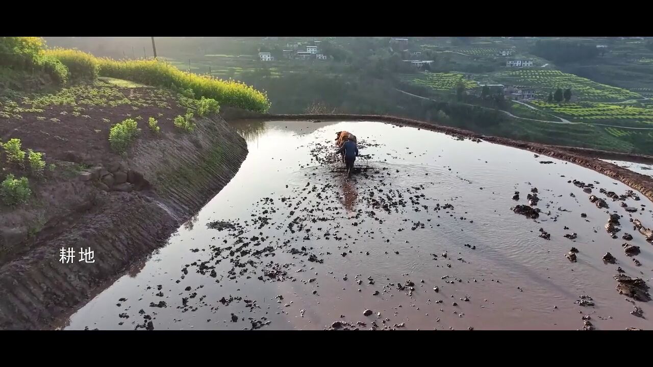 稻香!水稻,中国人的食谱之源.春播秋收,勤劳的农人在稻花香里坚守,只为确保中国人的饭碗牢牢端在自己手中.