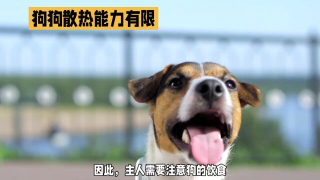 狗狗是怎么散热的?