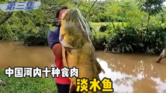 中国河内食肉十种淡水鱼, 鳡鱼只排第八名 ,第一究竟是哪种淡水鱼