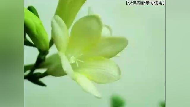 力士植萃小苍兰沐浴露产品知识