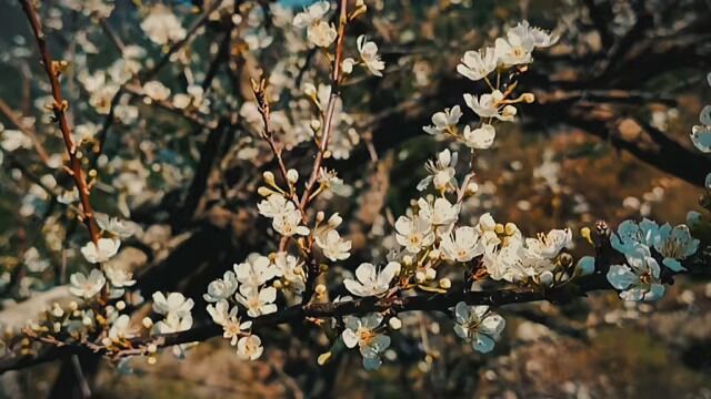 植物 #花景 #花卉 #风光实拍 #自然风光