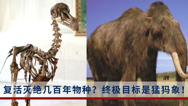 美国一公司计划复活已灭绝的渡渡鸟被批:为何不将钱用于保护濒危物种?