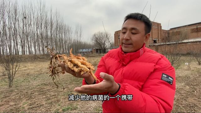 地黄种子的正确分类,不要盲目跟风种植,会吃大亏的