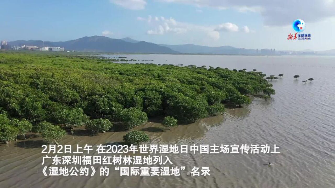 全球连线|国际湿地日“数说”十万候鸟翔集的深圳红树林湿地