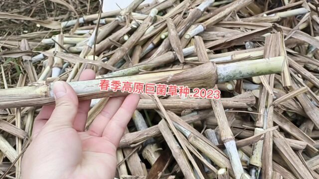 春耕春种高产牧草喂牛羊,这是多年生牧草用种芽种植,今年种芽好