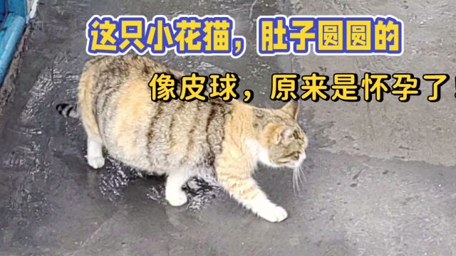 小花猫肚子圆圆的像皮球,原来是怀孕了!