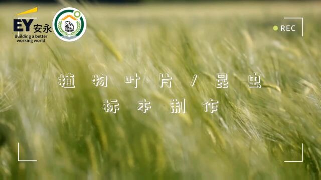 “象”遇彩云之南,学习珍稀动植物相关知识,一起制作植物叶片书签和昆虫标本吧~