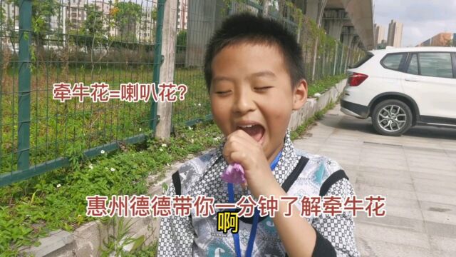 惠州小学生带你一分钟了解牵牛花