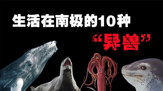 生活在南极的10种动物,你以为山海经里的“异兽”真的不存在吗?