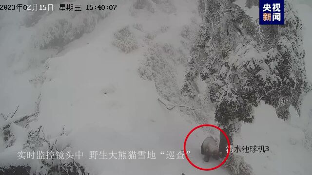 熊出没!实时监控拍到野生大熊猫雪地“巡查”:雪坡上圆乎乎身体清晰可见