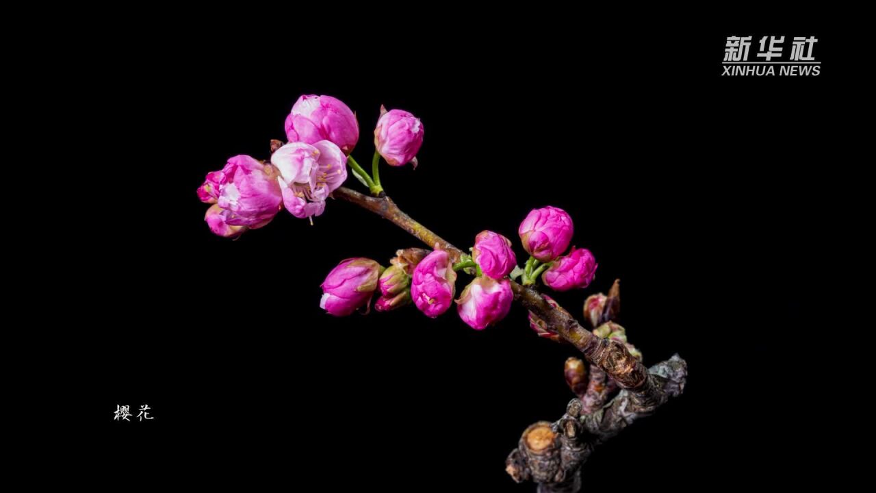 延时摄影二十四节气赏花开:雨水来 杏花开