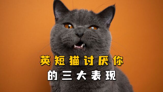 英短猫出现这些行为,说明它开始讨厌你了