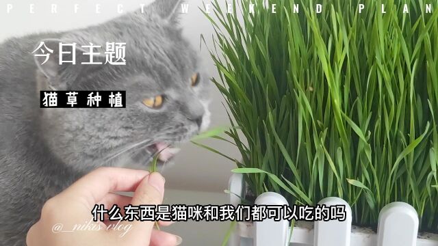 【猫草种植】全网最全的土培猫草方法,再用不用担心自家主子吐毛球了