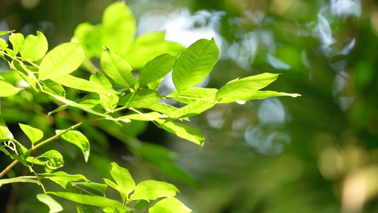 濒危植物猪血木搭上“诺亚方舟”,一根枝条克隆出上万株幼苗