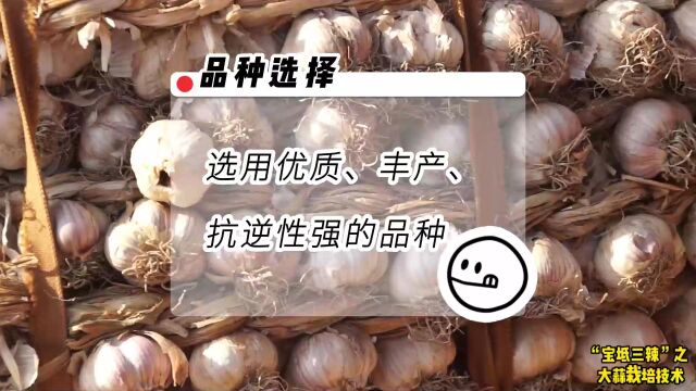 “宝坻三辣”之大蒜栽培技术