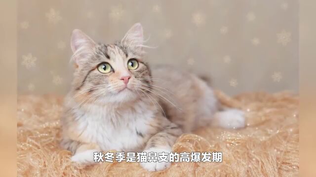 幼猫杀手猫鼻支太可怕,做好这四点,有效减少猫得猫鼻支的概率