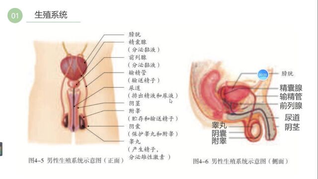 人的生殖总结