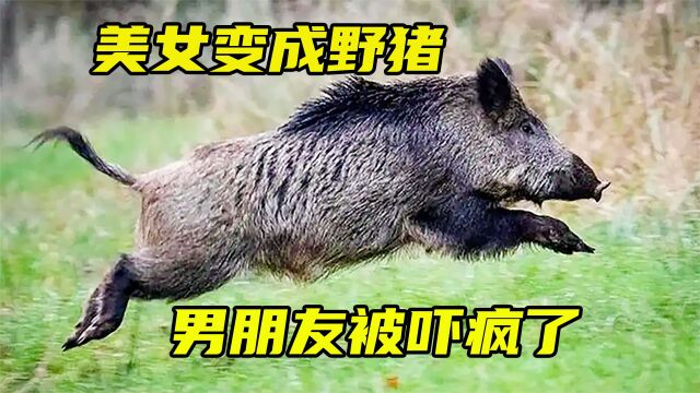 美女每天晚上都变成野猪,被男朋友发现.《玛雅的秘密》2