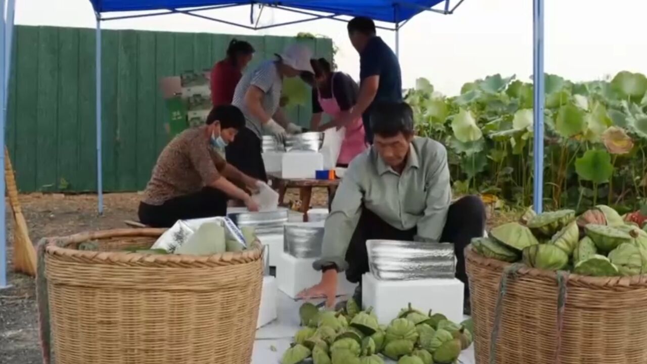 依靠采摘和宣传,他成功打开莲蓬销路,将莲蓬卖到了全国各地