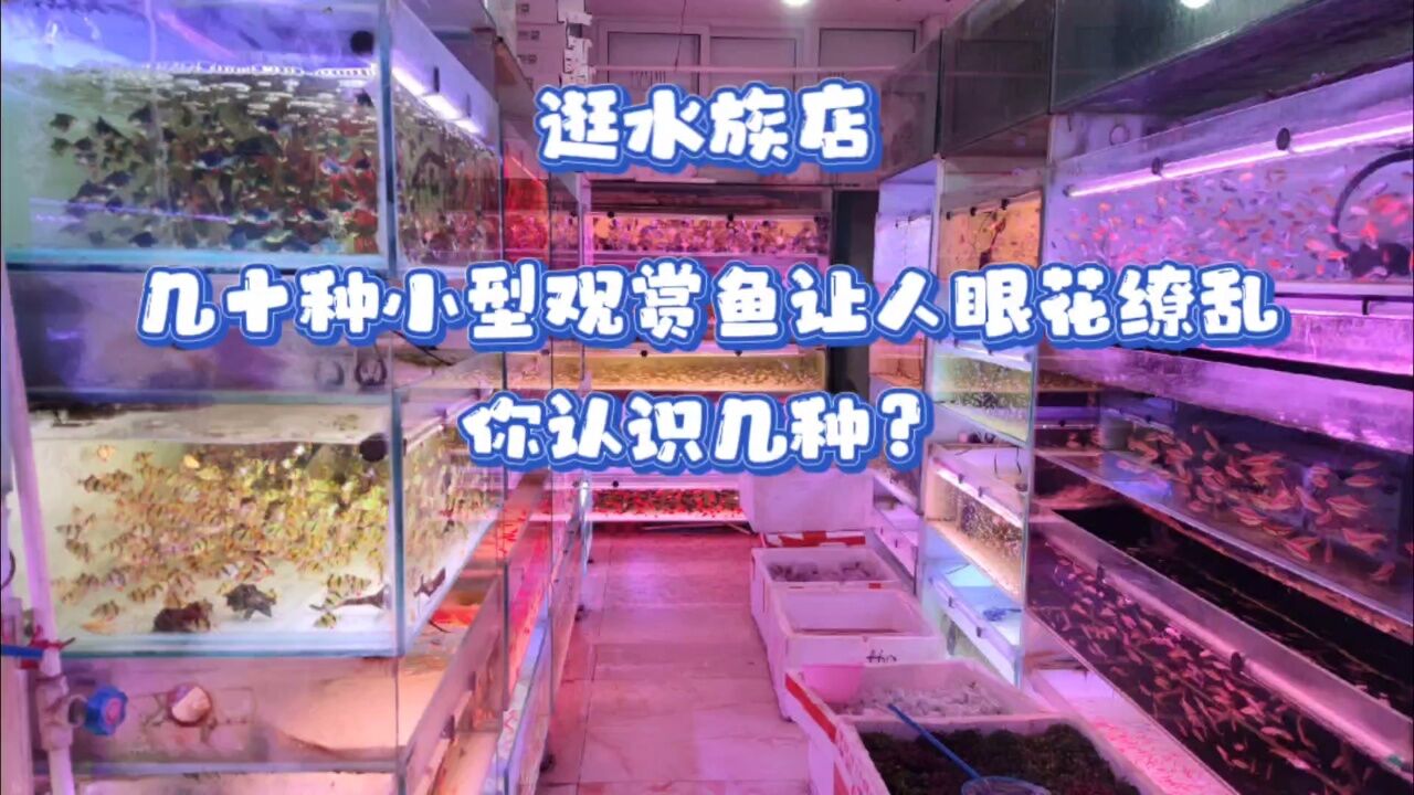 逛水族店,几十种小型观赏鱼让人眼花缭乱,你认识几种?