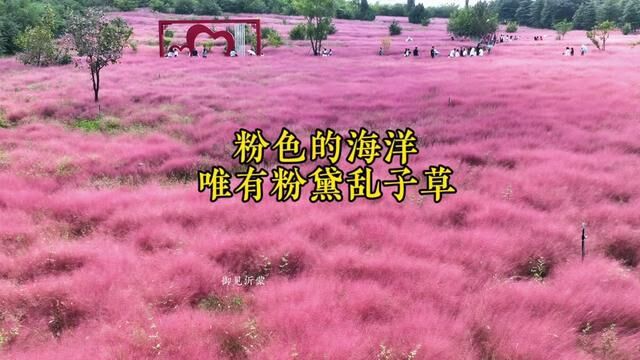 秋天有一种美,那就是粉黛乱子草,枣庄 #凤鸣公园 里的粉黛迎来了盛开期,就像一片粉色的海洋,美丽又浪漫. #粉黛乱子草花海