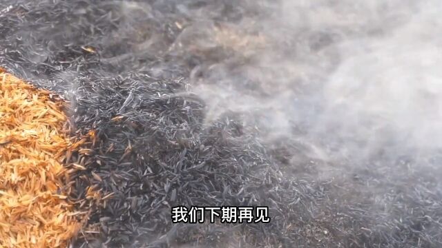 荷兰人为什么大量进口稻壳?他们要那么多稻壳,能有什么用处?#下科普