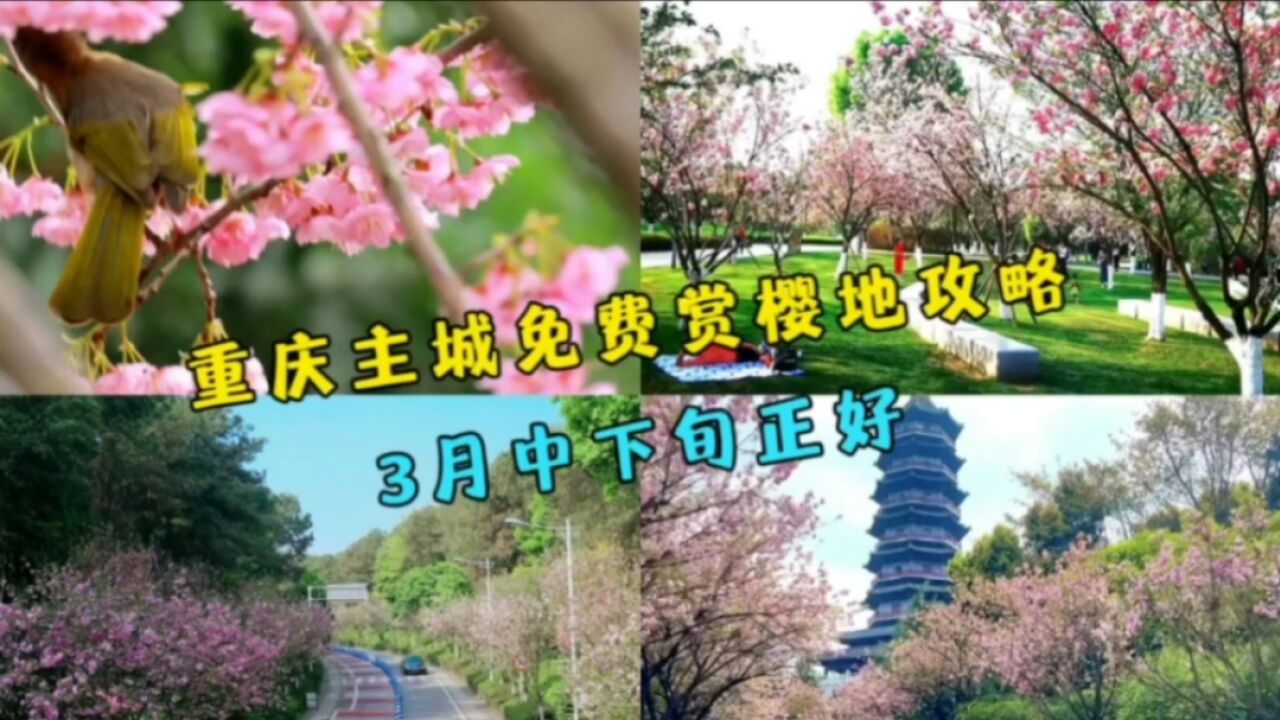 你们知道吗?除了南山的樱花,重庆主城勒几处免费地点也非常漂亮