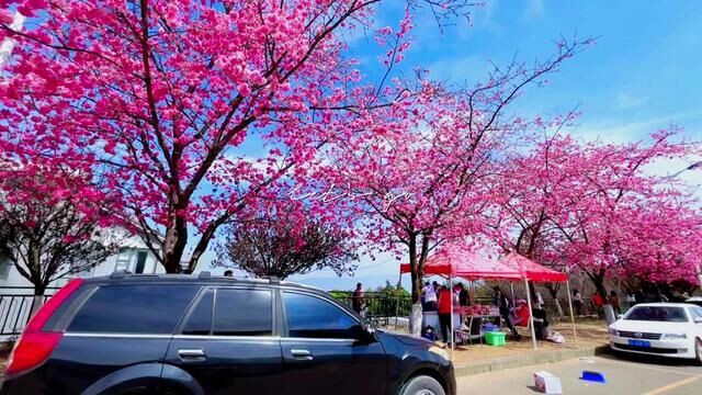 山水中的大学,大学中的山水,大理大学的樱花盛开了,美不胜收! #樱花开了 #樱花谷 #樱花盛开