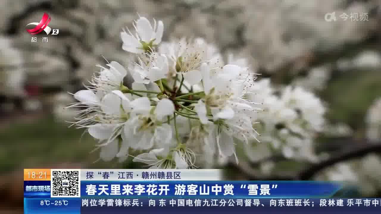 【探“春”江西】赣州赣县区:春天里来李花开 游客山中赏“雪景”