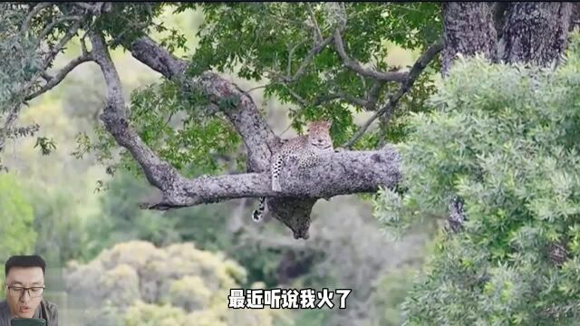 疣猪一家还是很小心,豹子捕了个空!,金钱豹头像,搞笑配音