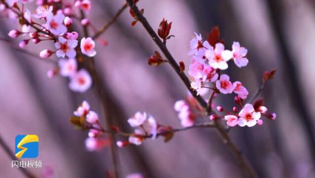 诗画山东|东明:黄河故道春意浓 桃李芳菲迎春开