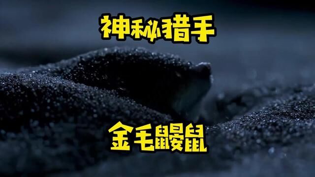 沙漠中的神秘猎手金毛鼹鼠#动物科普#神奇动物在这里