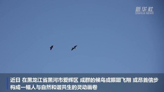 黑龙江黑河:候鸟信步云水间