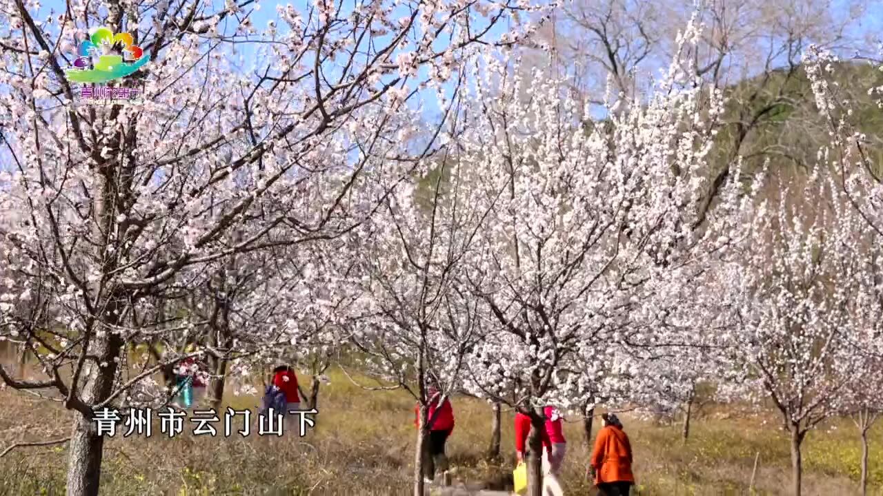 青州:云门山下 杏花盛开醉游人