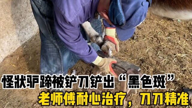 怪状驴蹄被铲刀铲出“黑色斑”老师傅耐心治疗,刀刀精准