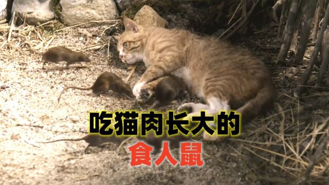 吃猫肉长大的,食人鼠